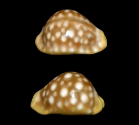 Lyncina leucodon -  47.9mm - vista laterale